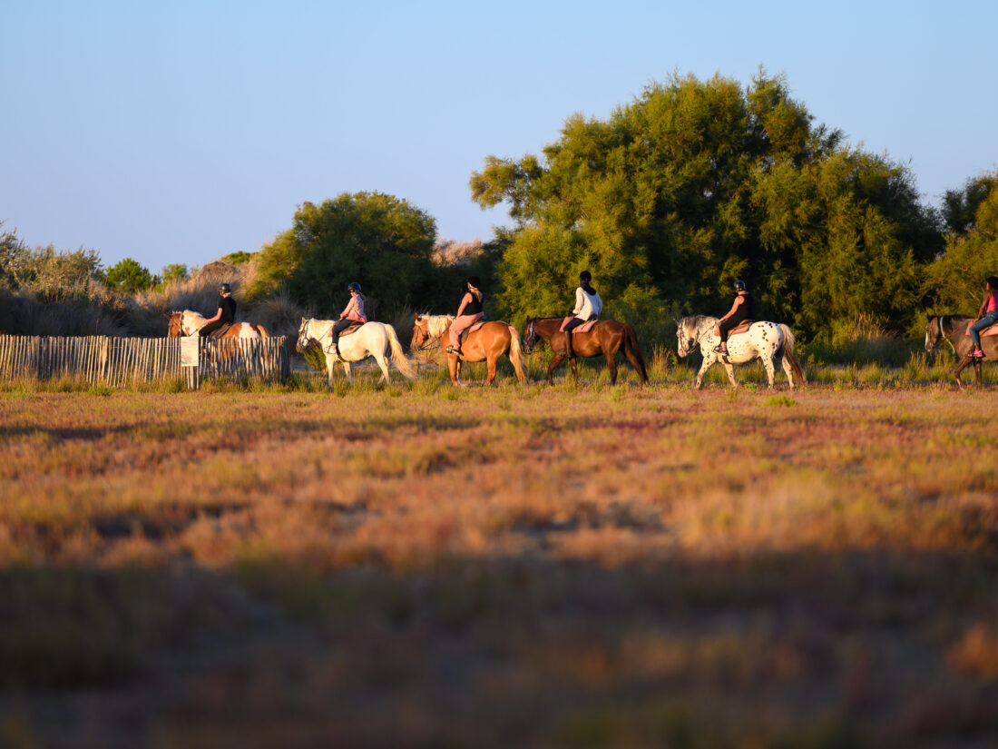 Camargue Grau du Roi