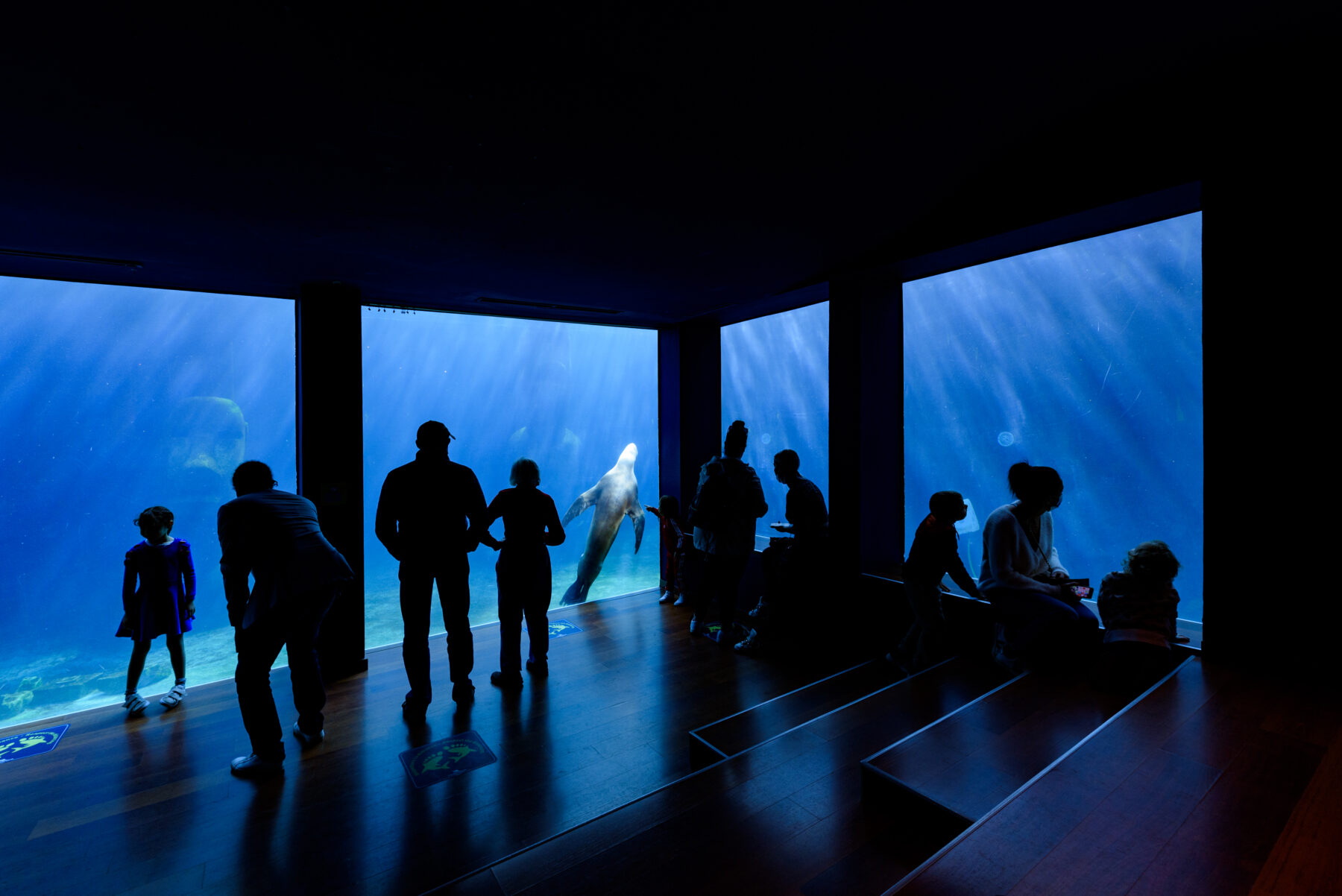 Seaquarium Grau du Roi