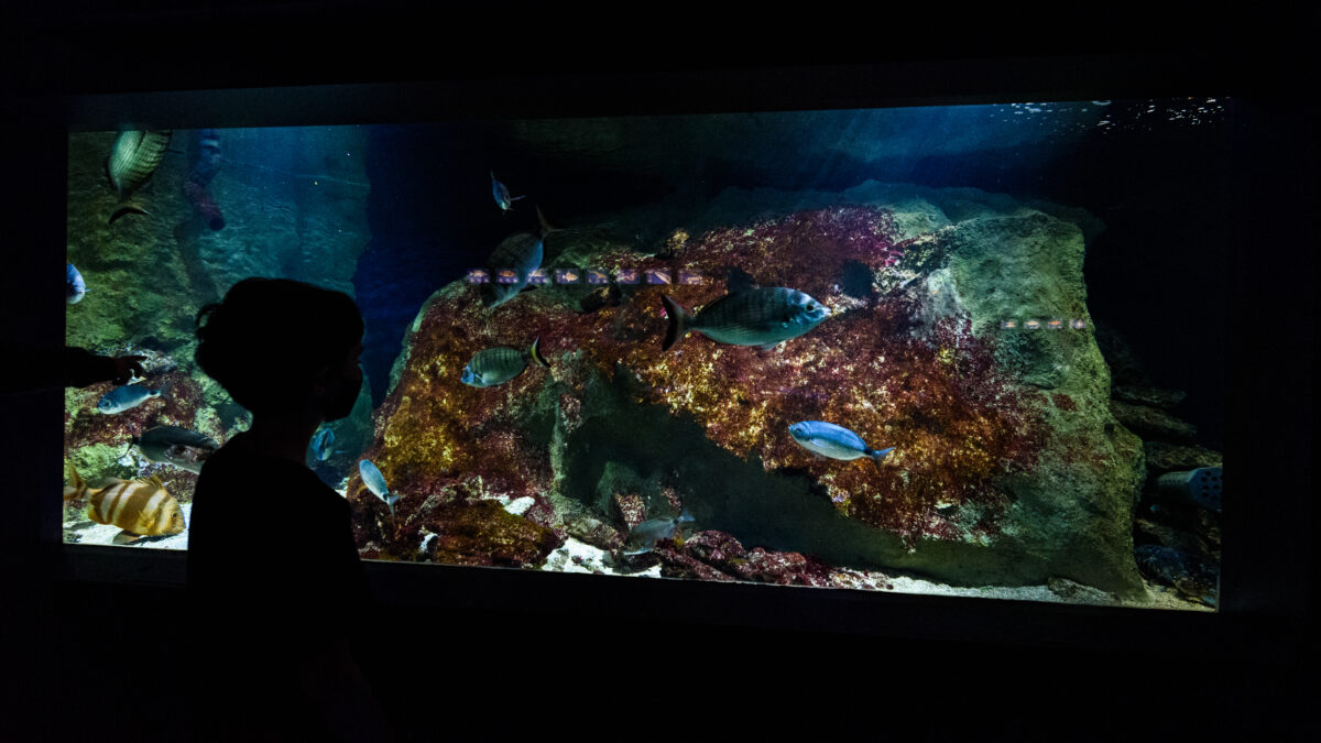 Seaquarium Grau du Roi