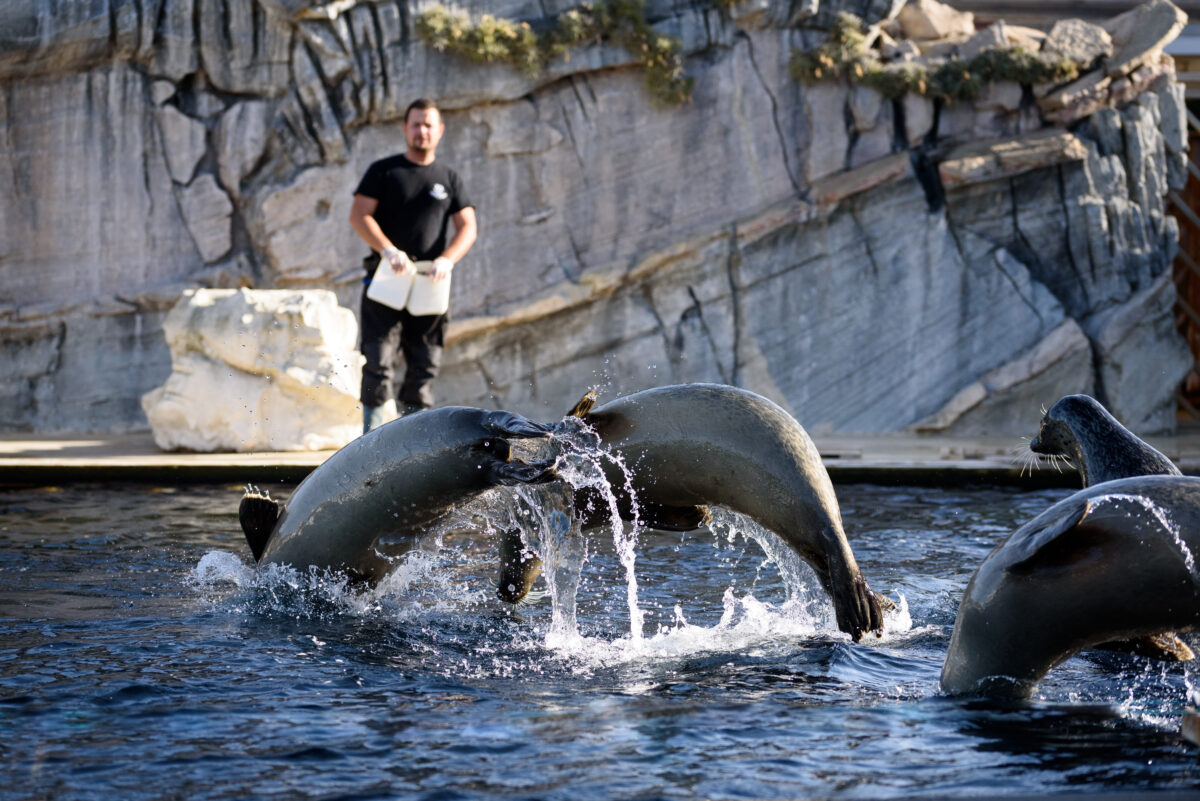 Seaquarium Grau du Roi