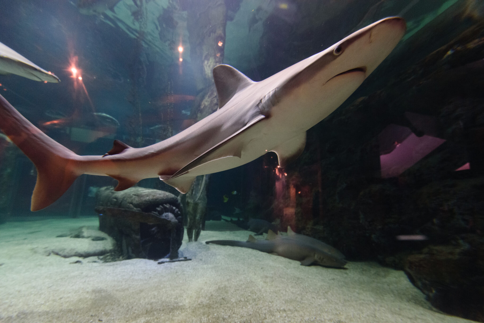 Seaquarium Grau du Roi