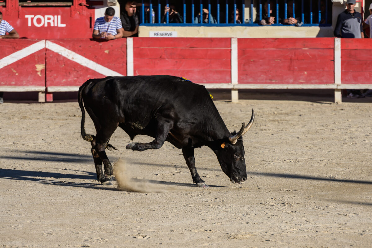 Un taureau de camargue une arène