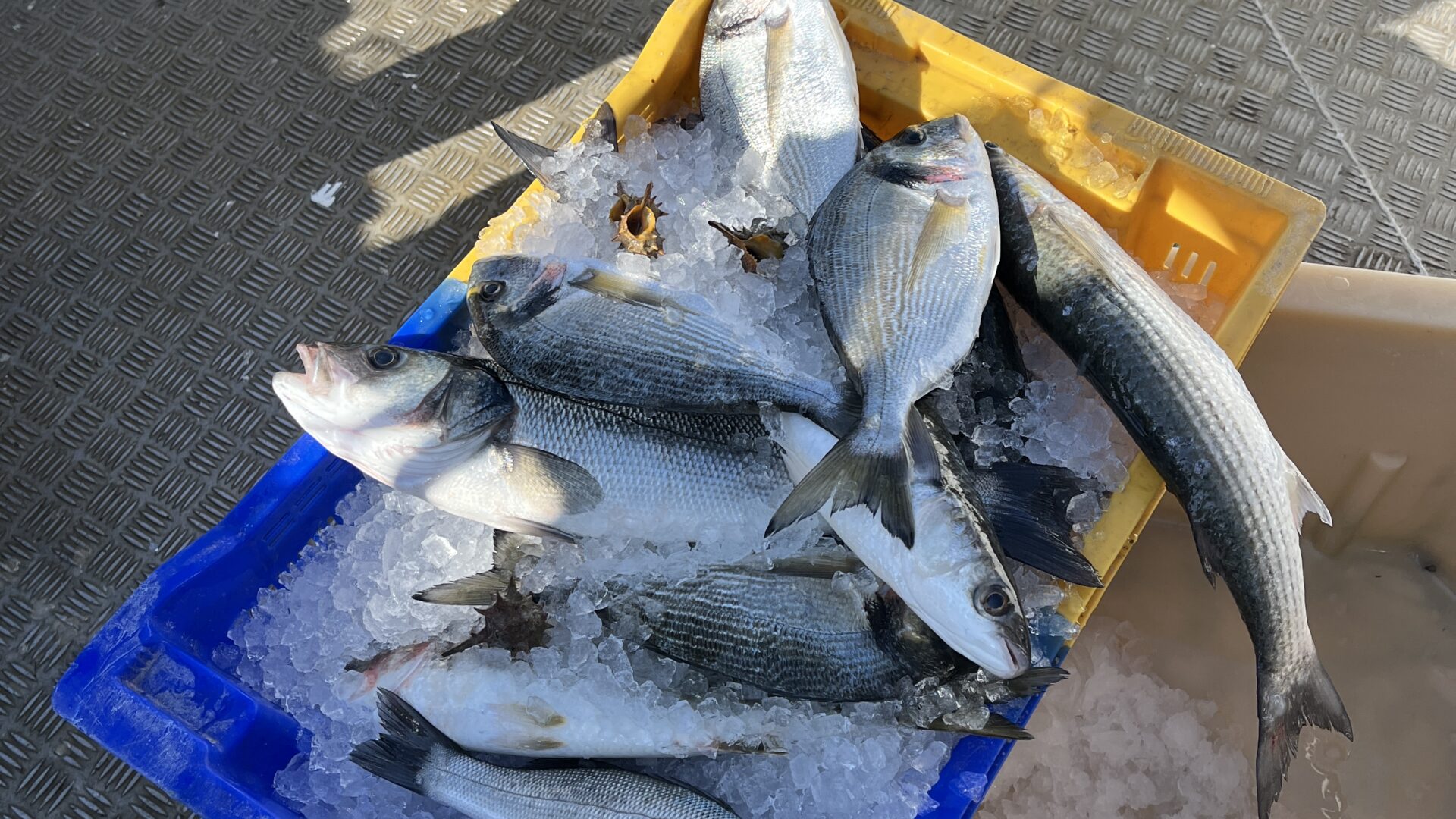 arrivage de la peche